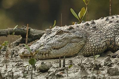Sundarban Forest Safari