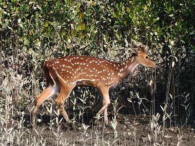 sundarban forest safari