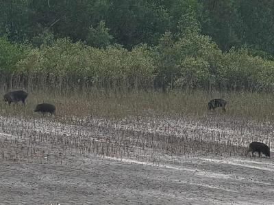 sundarban forest safari