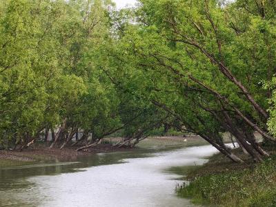 sundarban forest safari